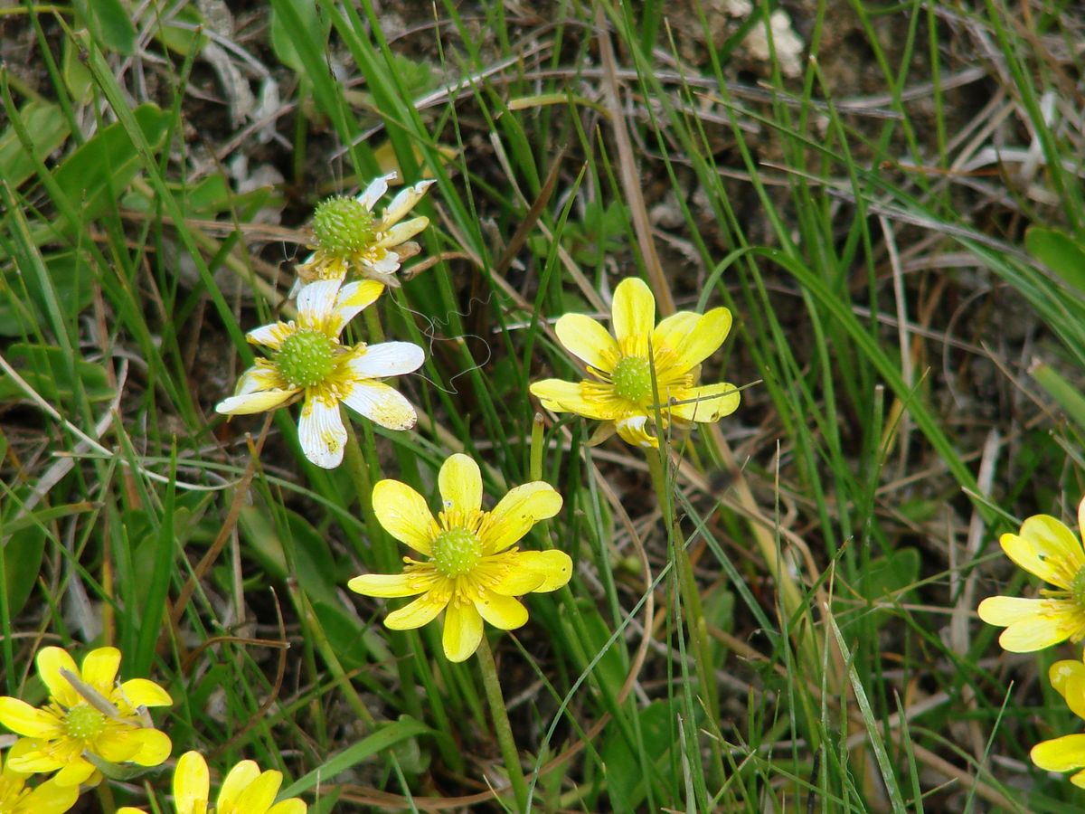 Image of Halerpestes salsuginosa specimen.