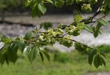 Ulmus glabra