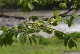 Ulmus glabra. Ветви с плодами и молодыми листьями. Северная Осетия, нижняя часть Куртатинского ущелья. 06.05.2010.
