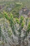 род Austrocylindropuntia. Верхушка вегетирующего растения. Перу, Анды, археологический памятник Тамбомачай, долина небольшого ручья. 14 марта 2014 г.