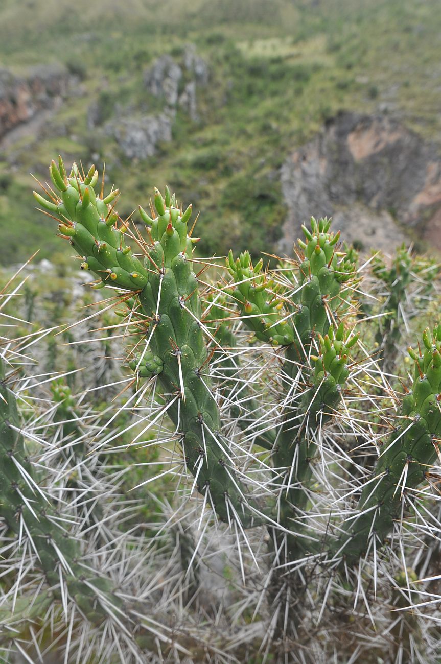 Image of genus Austrocylindropuntia specimen.