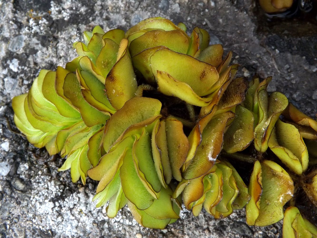 Image of Salvinia molesta specimen.