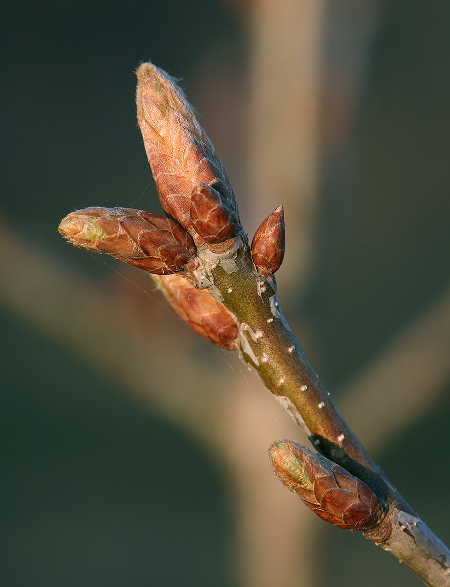 Изображение особи Quercus robur.