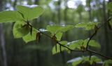 Fagus sylvatica. Верхушка молодой ветви с неопавшими почечными чешуями. Испания, автономное сообщество Каталония, провинция Жирона, комарка Ла-Гарроча, подр-н (субкомарка) де Олот, муниципалитет Санта-Пау, буковый лес Фажеда д’эн Жорда. 14.05.2017.