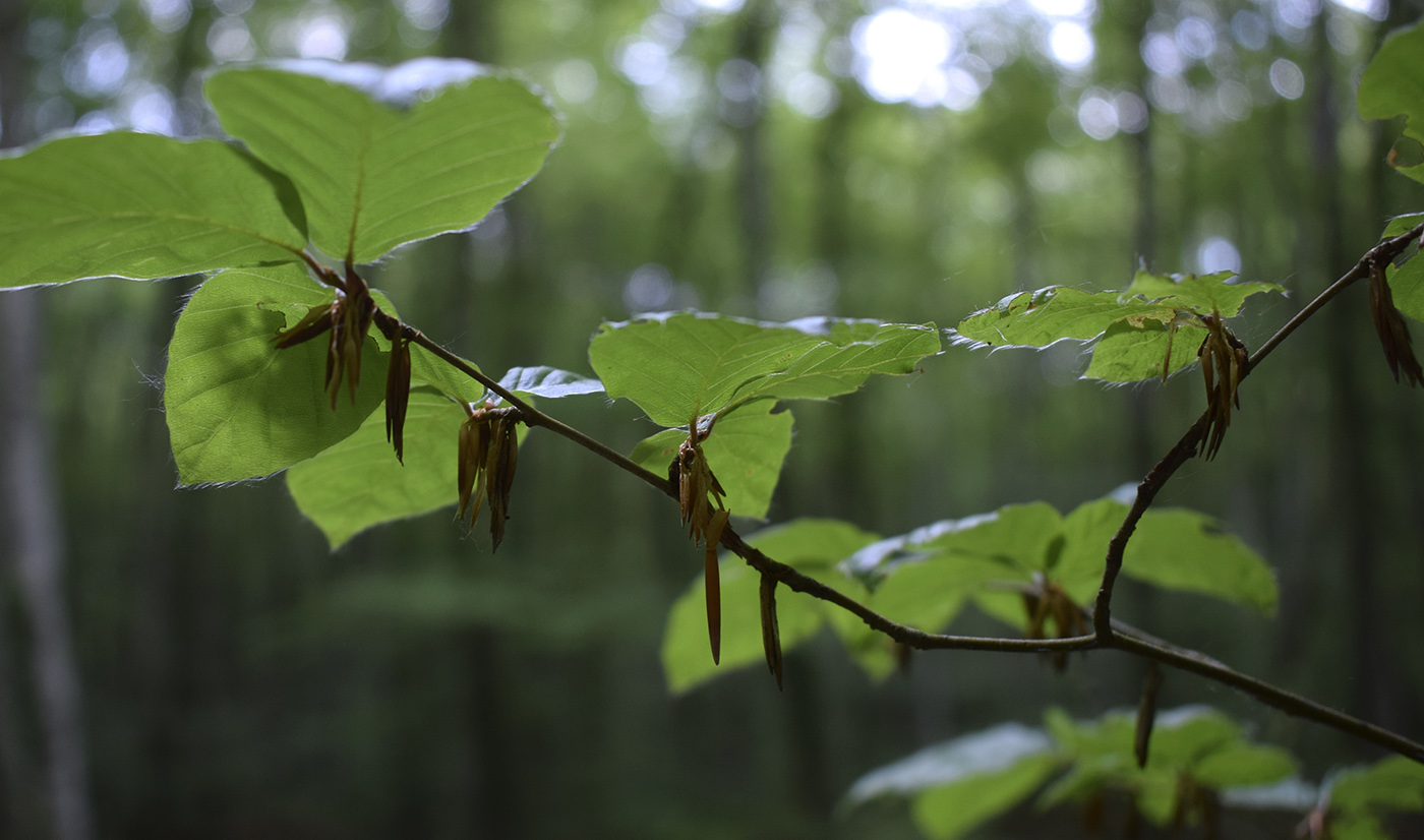 Image of Fagus sylvatica specimen.