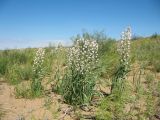 Eremurus anisopterus. Цветущие растения. Казахстан, Южное Прибалхашье, пустыня Таукум, барханные полузакрепленные пески. 2 мая 2018 г.