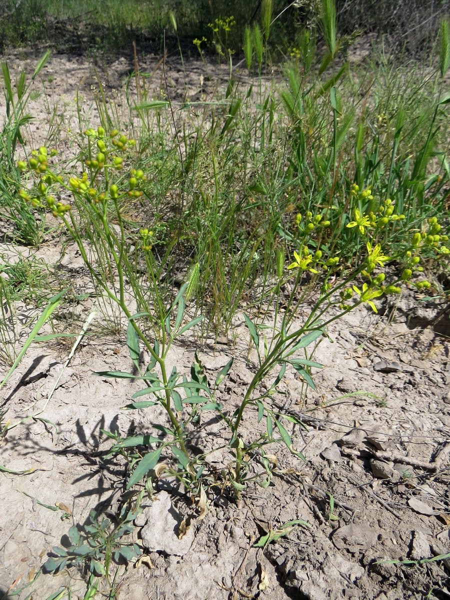 Image of Haplophyllum alberti-regelii specimen.