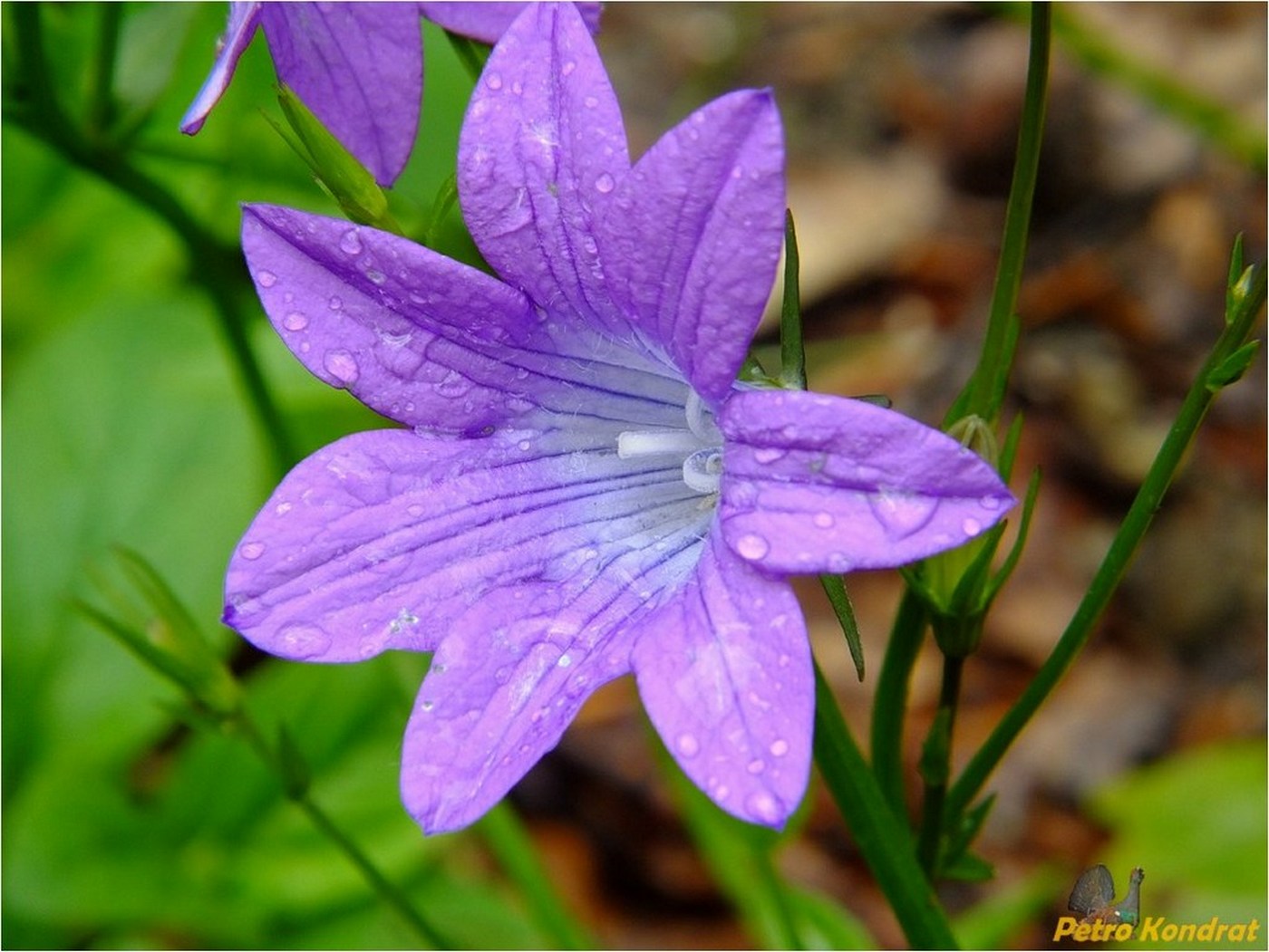 Изображение особи Campanula patula.