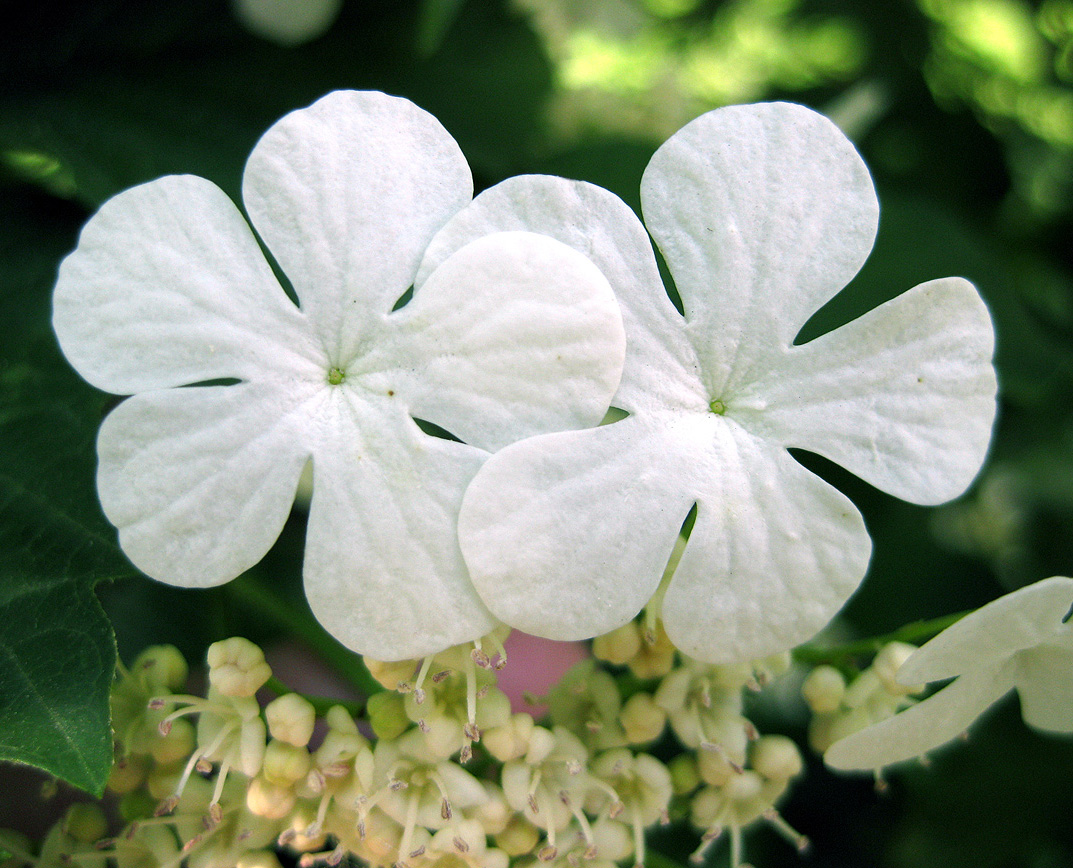 Image of Viburnum opulus specimen.