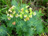 Euphorbia cyparissias. Верхушка отцветающего растения. Украина, Львовская обл., Сколевский р-н, окр. с. Труханив. 20.05.2018.