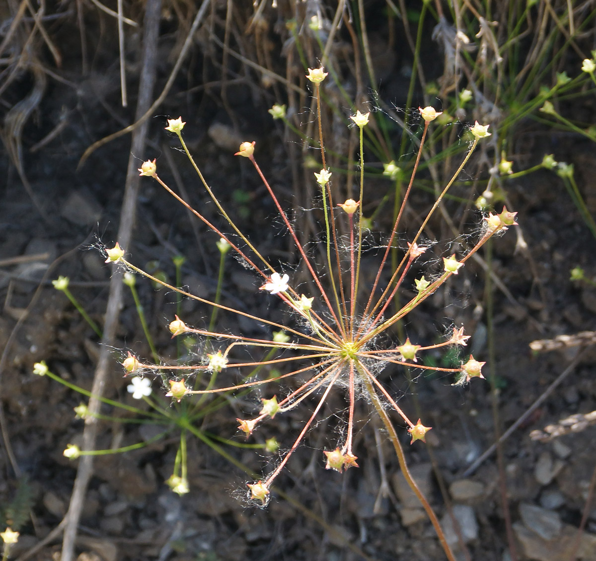 Image of Androsace septentrionalis specimen.