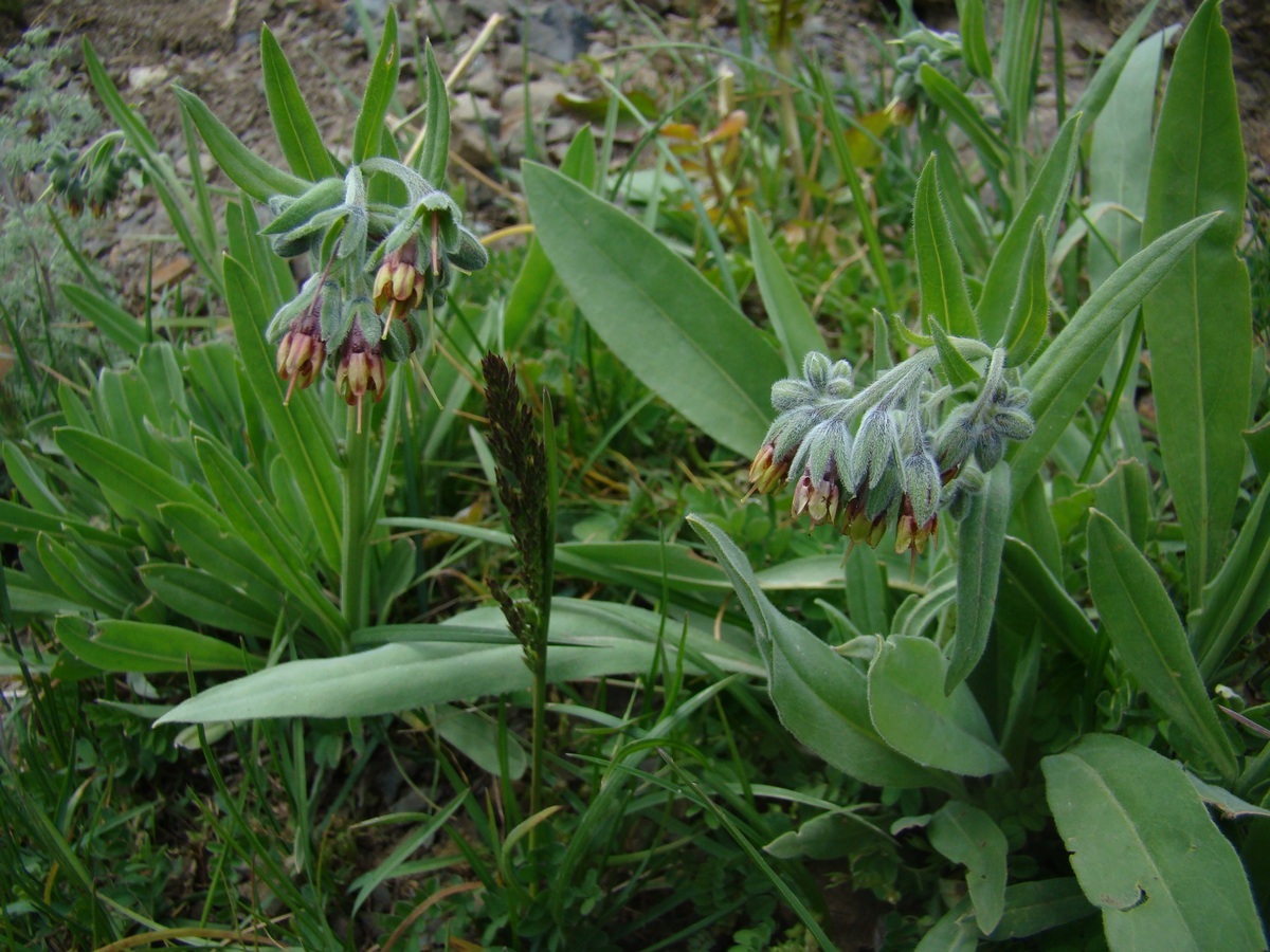 Image of Lindelofia tschimganica specimen.