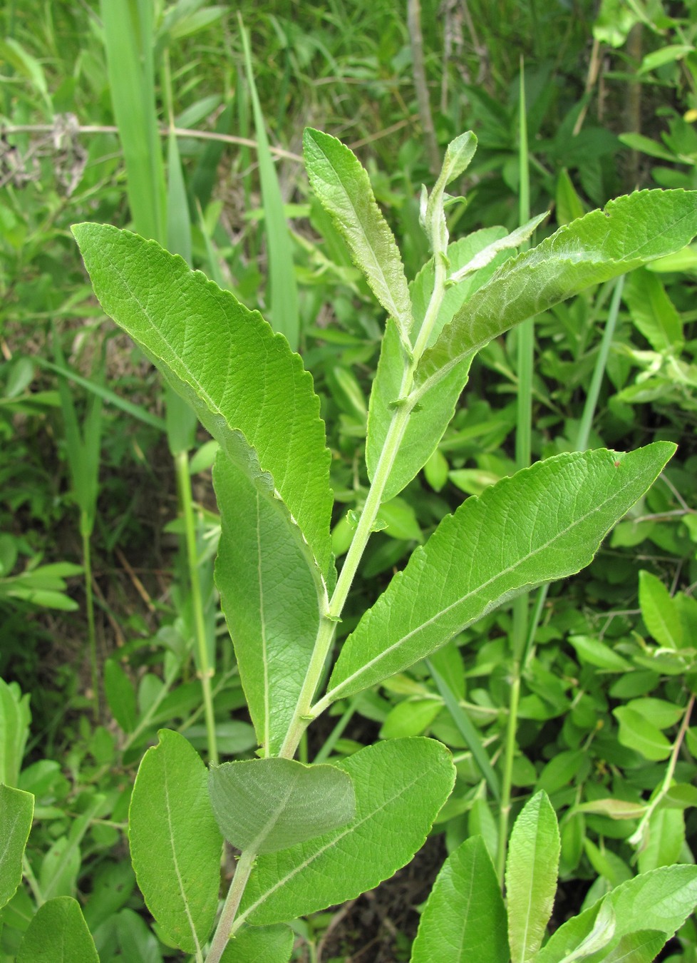 Image of Salix cinerea specimen.