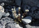 Cochlearia subspecies norvegica