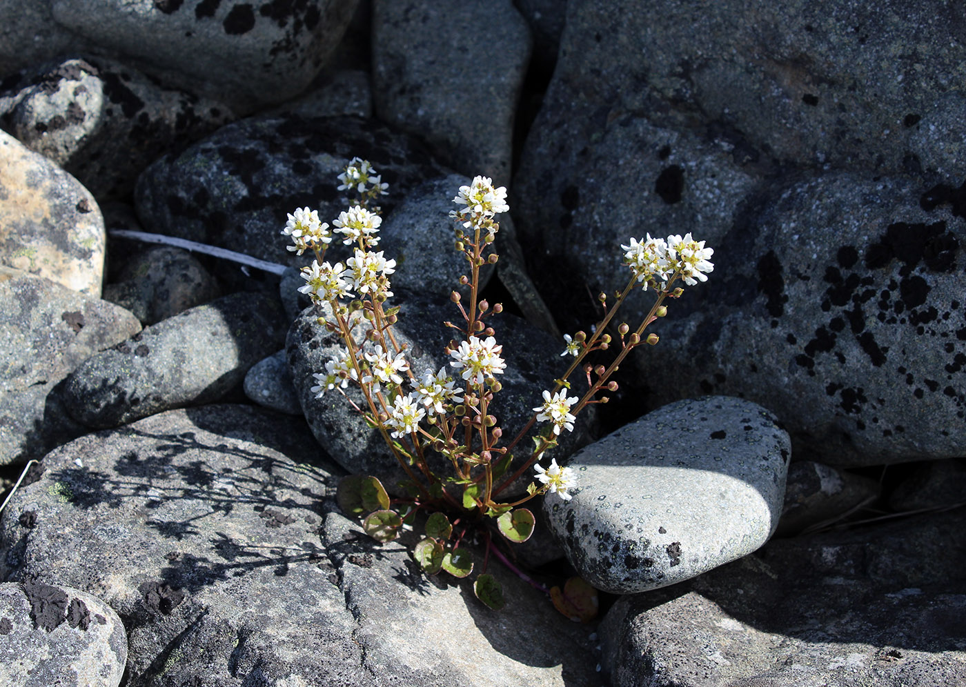 Изображение особи Cochlearia officinalis ssp. norvegica.