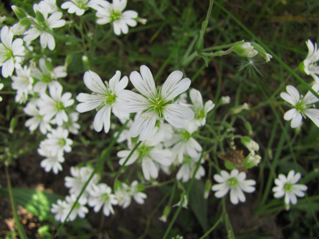 Изображение особи Cerastium arvense.