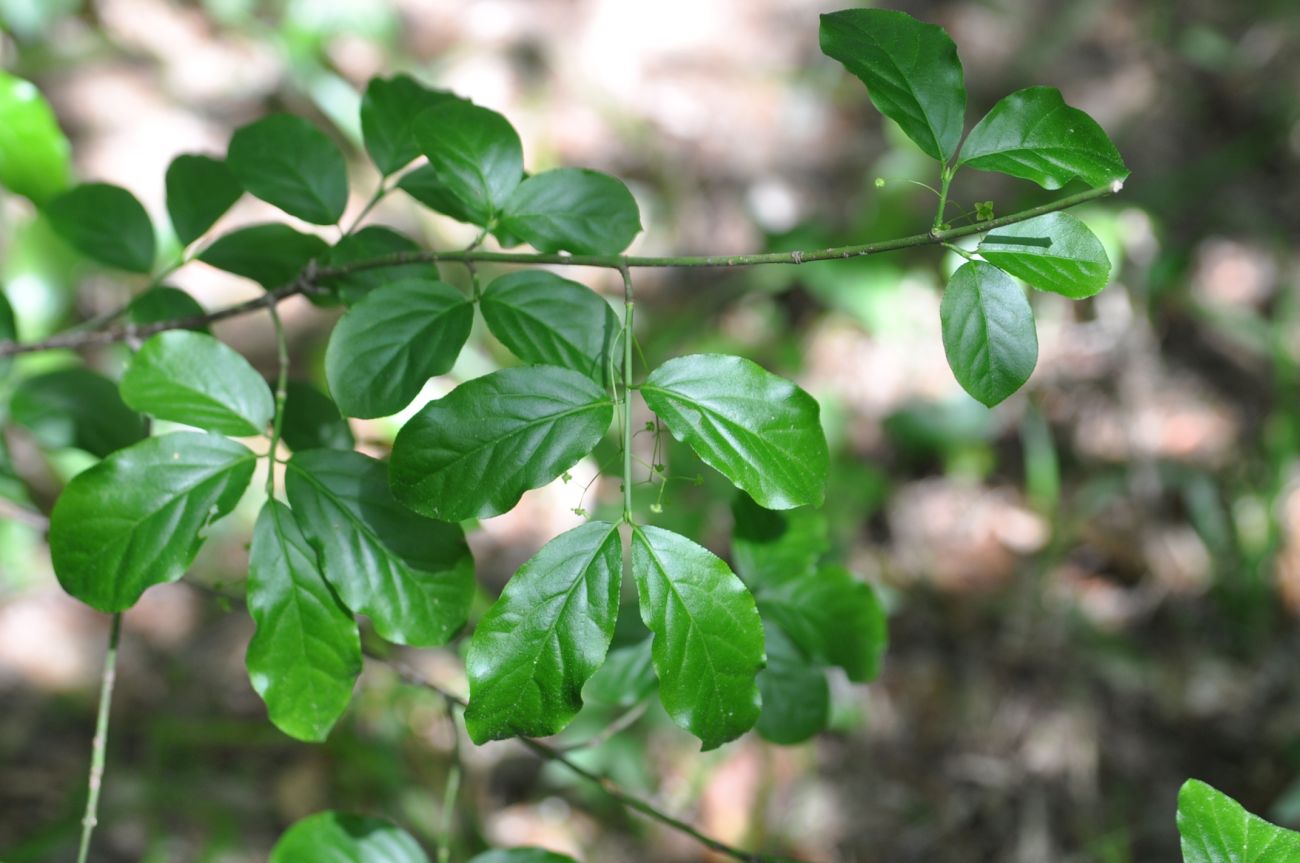 Image of Euonymus leiophloeus specimen.