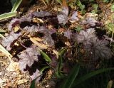 Heuchera &times; hybrida