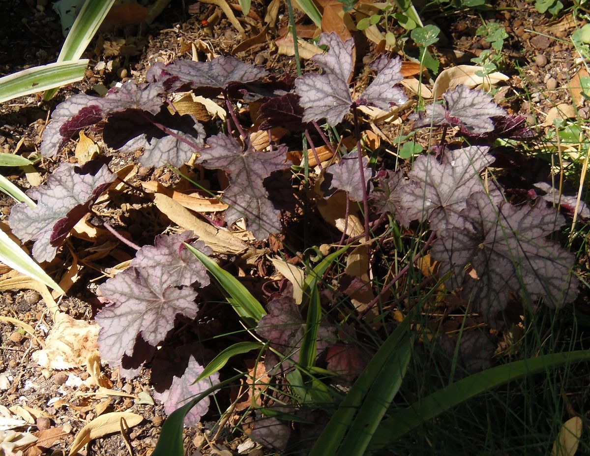 Изображение особи Heuchera &times; hybrida.