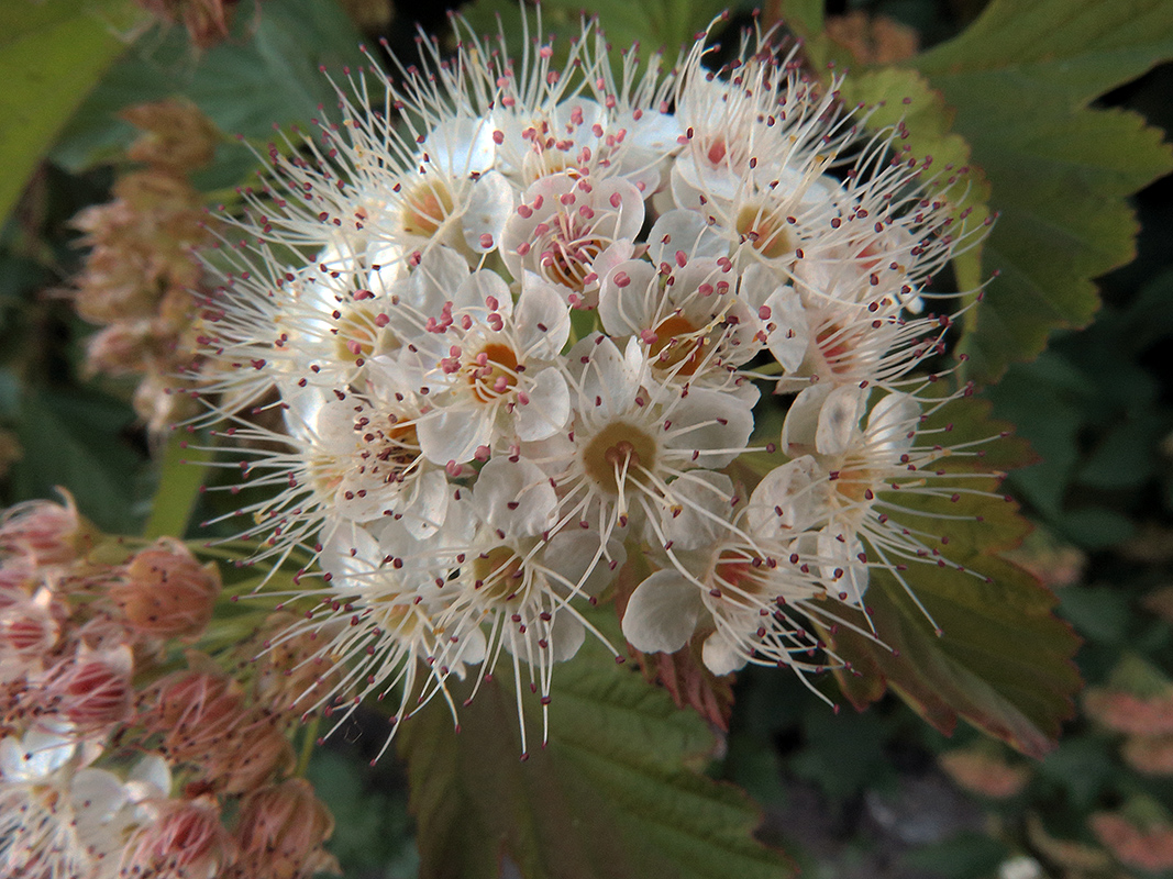 Изображение особи Physocarpus opulifolius.