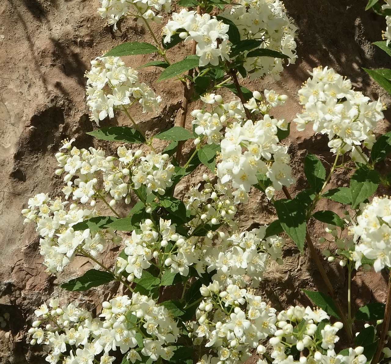 Image of genus Deutzia specimen.
