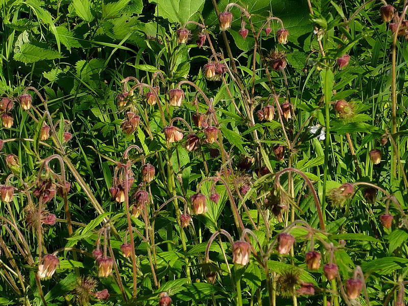 Image of Geum rivale specimen.
