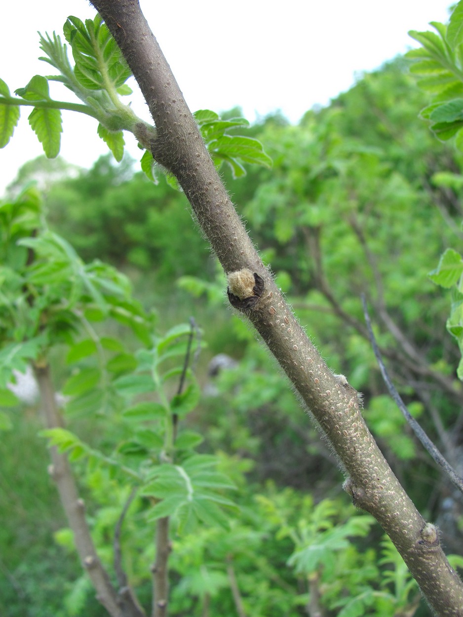 Изображение особи Rhus coriaria.