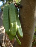 Ceratonia siliqua