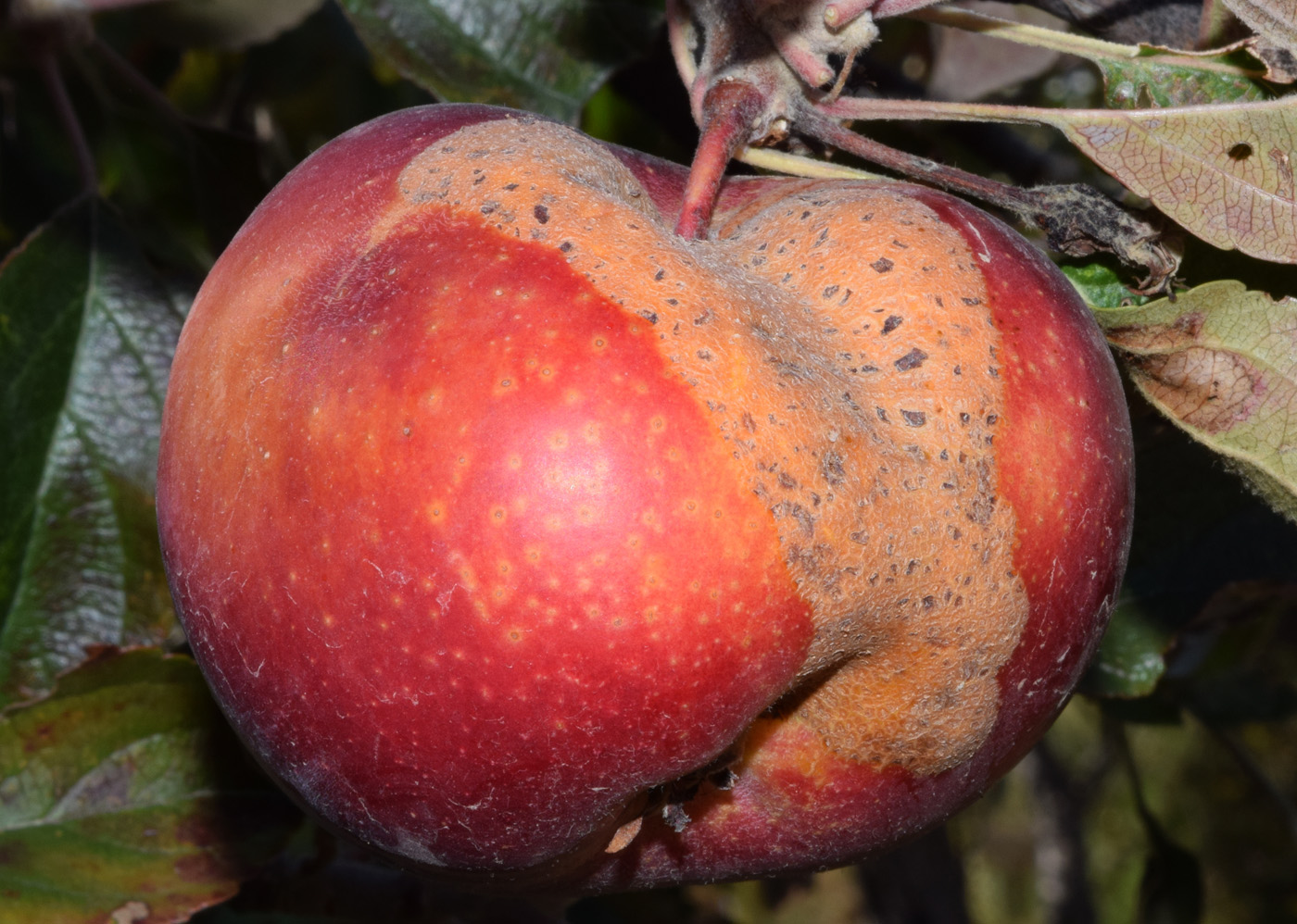 Image of Malus domestica specimen.