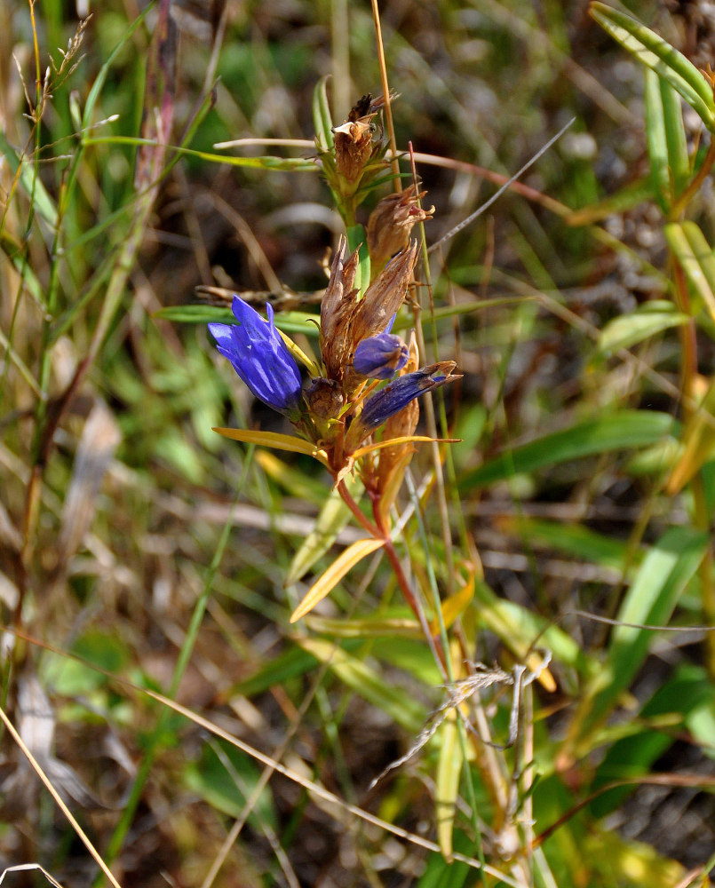 Image of Gentiana pneumonanthe specimen.