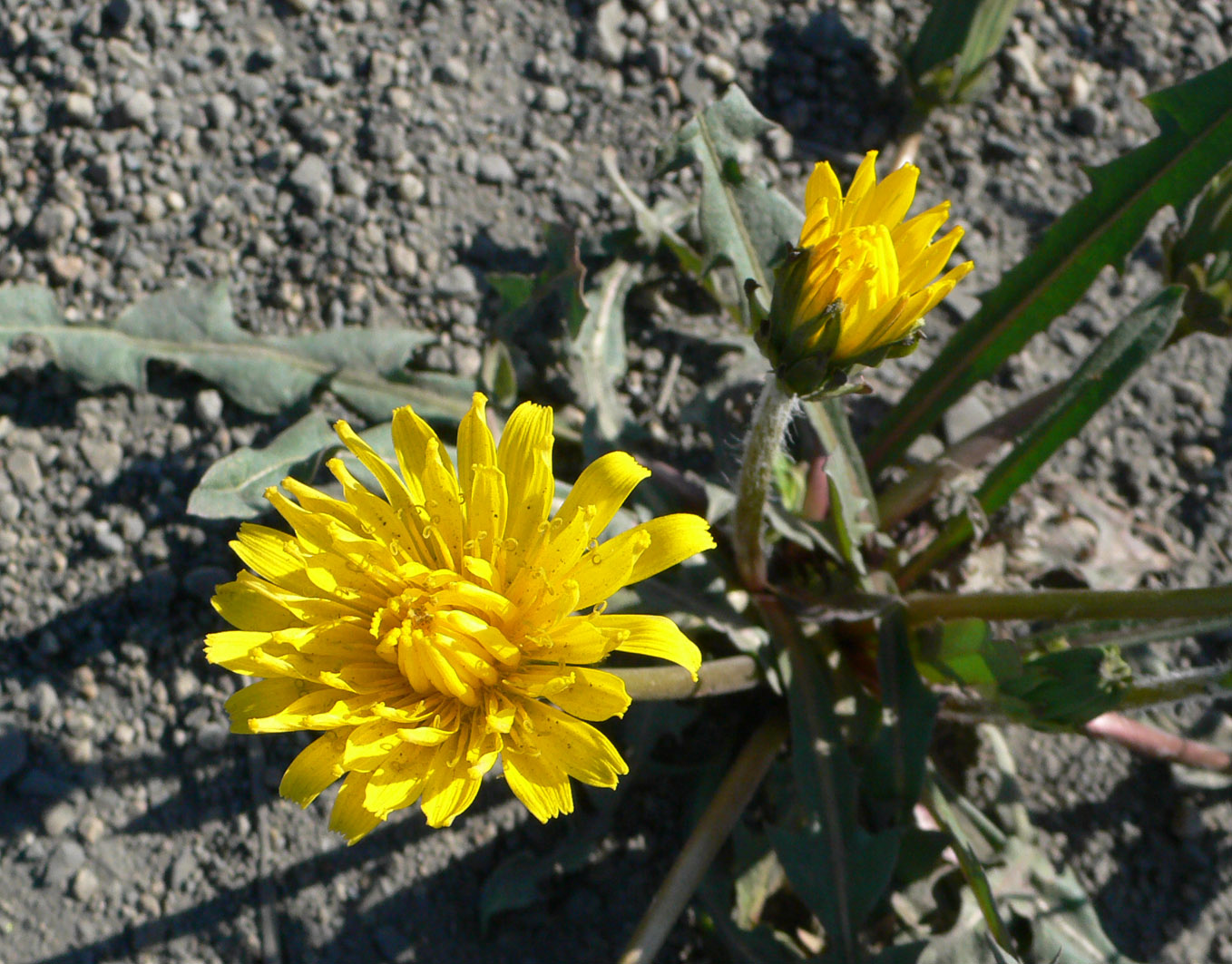 Изображение особи род Taraxacum.