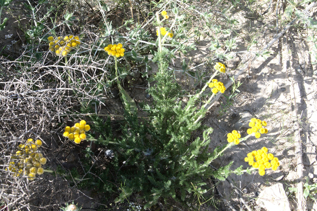 Изображение особи Pseudohandelia umbellifera.