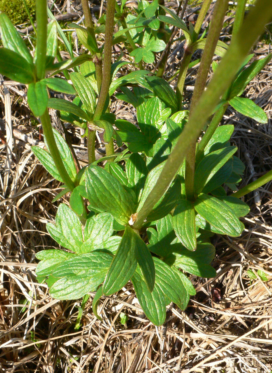 Image of genus Ranunculus specimen.