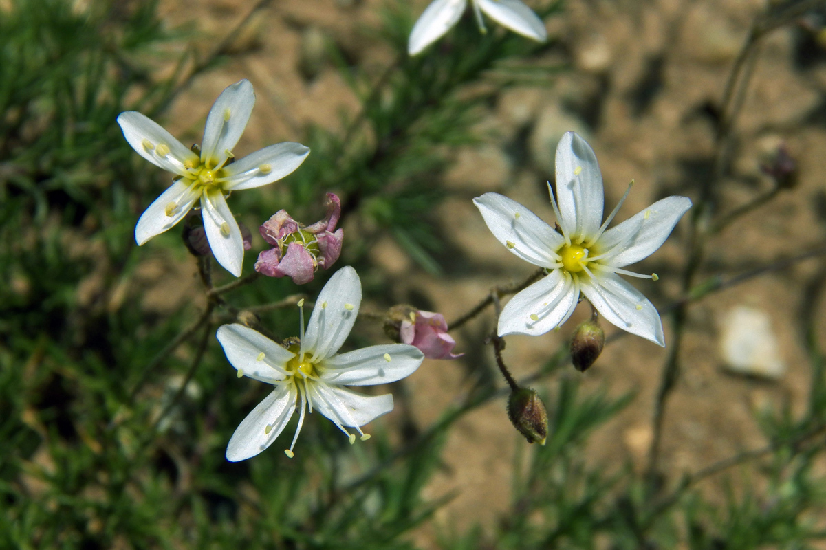 Image of Eremogone griffithii specimen.