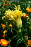 Tagetes erecta. Соцветие. Свердловская обл., окр. г. Североуральск, дачный участок. 02.08.2018.