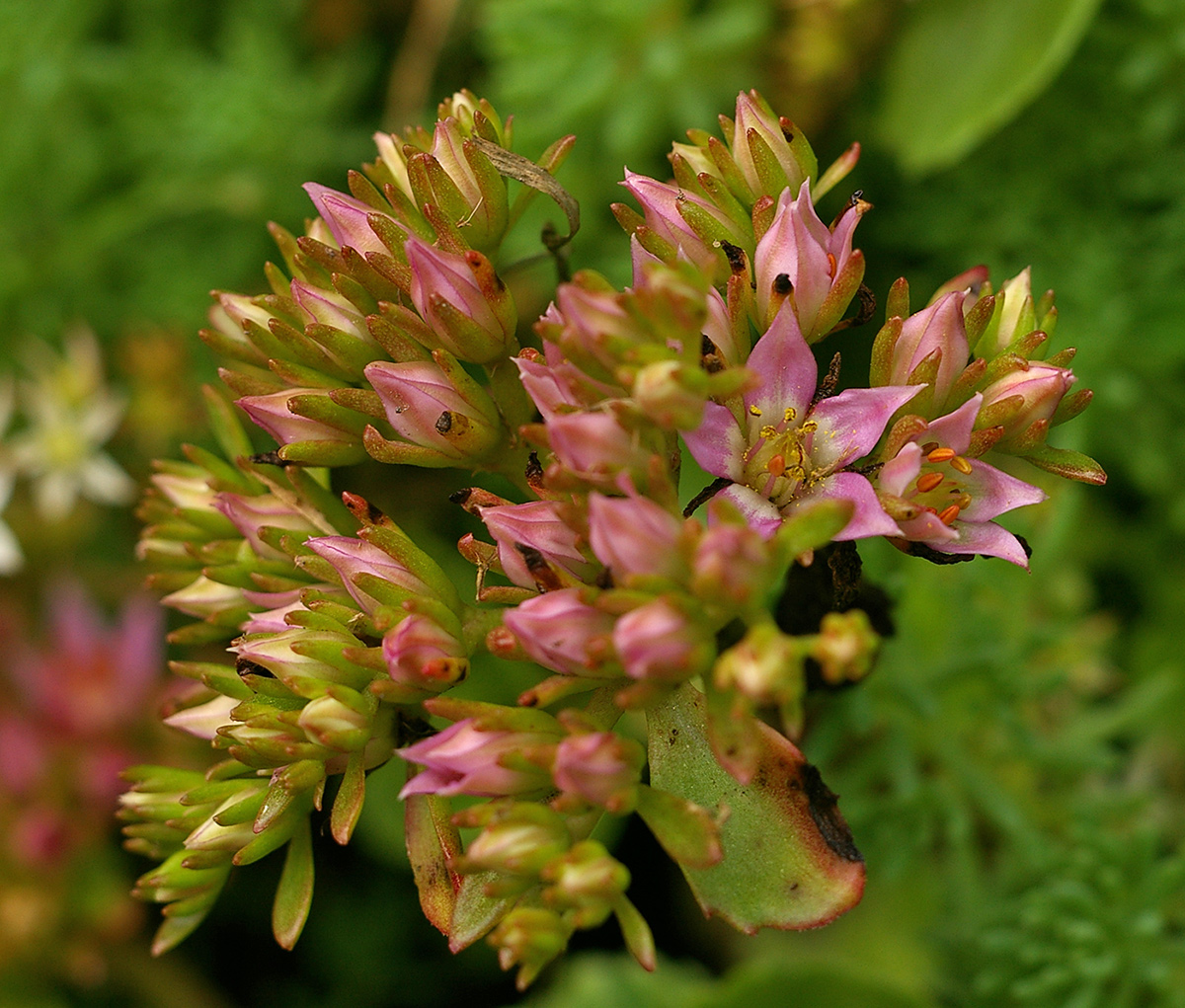 Image of Sedum spurium specimen.