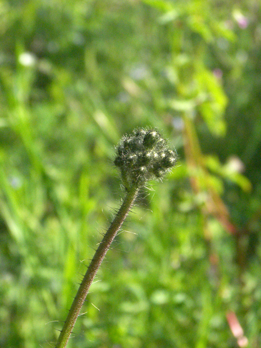 Image of Pilosella bauhini specimen.