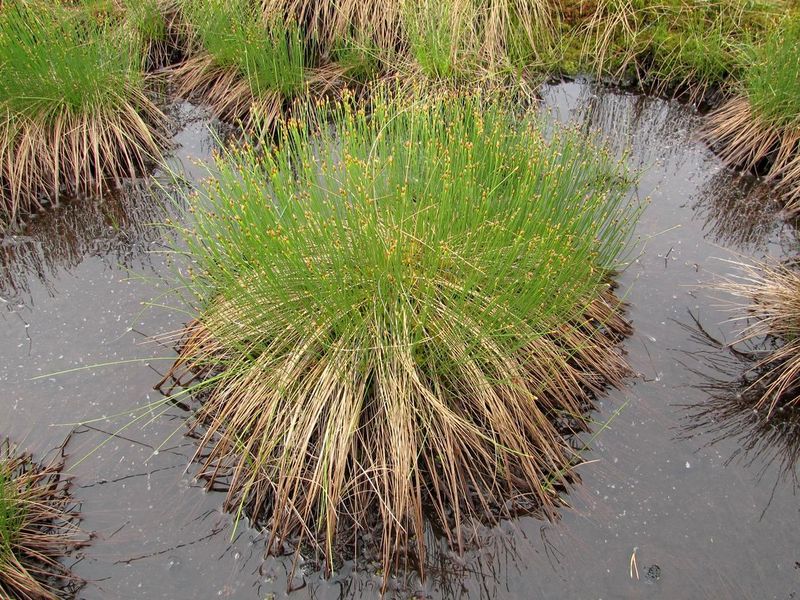 Image of Trichophorum cespitosum specimen.