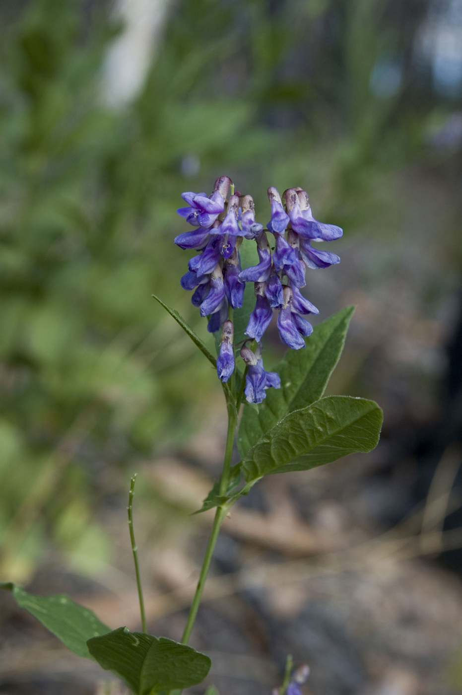 Image of Vicia unijuga specimen.