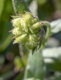 Calendula arvensis. Соплодие. Испания, автономное сообщество Каталония, провинция Жирона, комарка Баш Эмпорда, муниципалитет Калонже, кромка залежи. 20.12.2018.