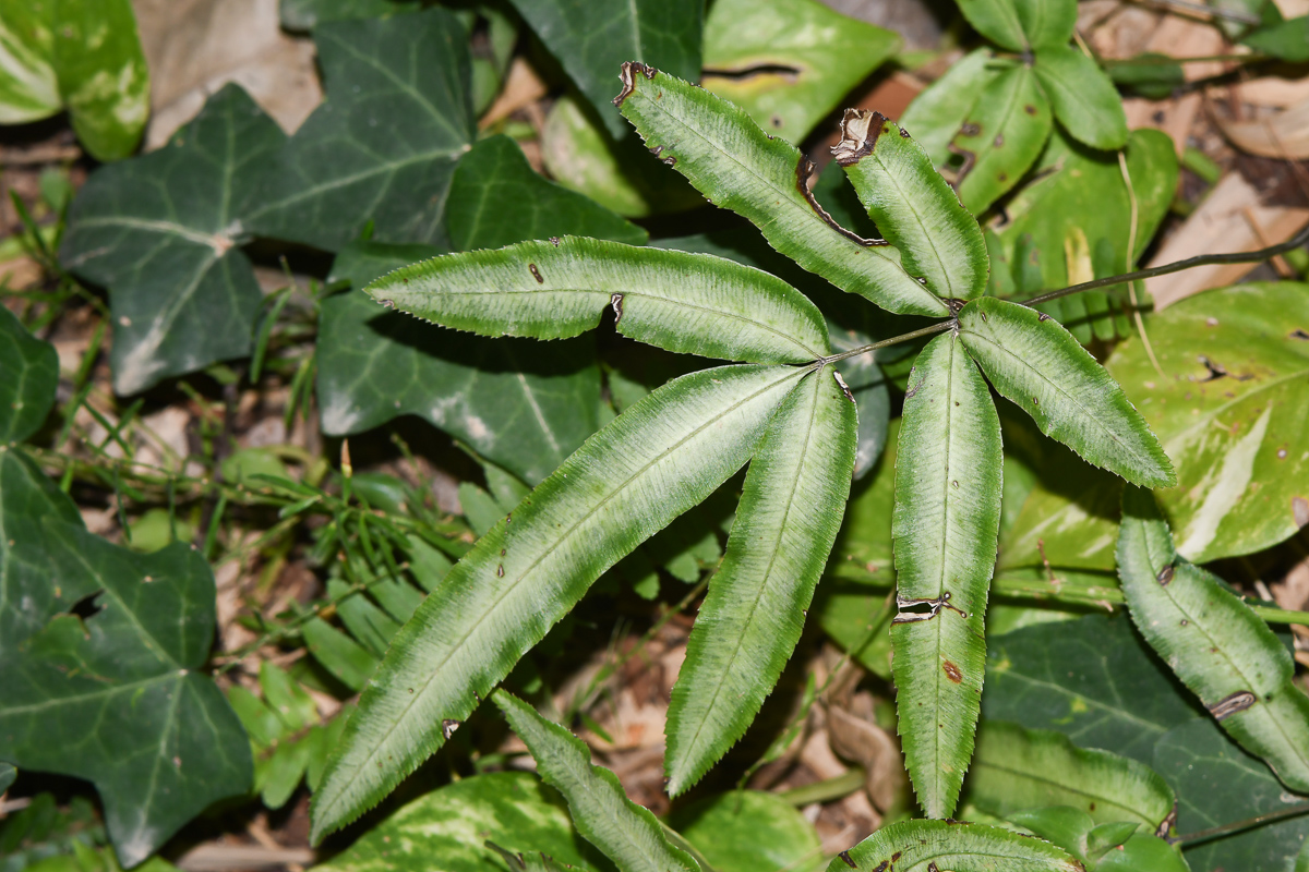 Image of Pteris cretica specimen.