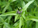 Cirsium setosum