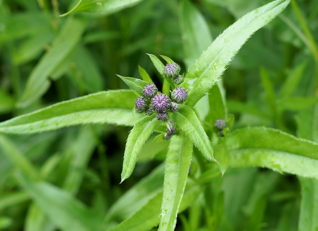 Изображение особи Cirsium setosum.