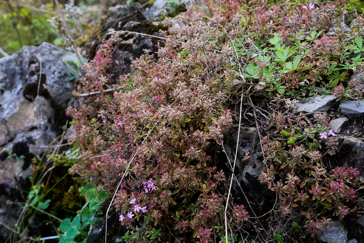 Изображение особи род Thymus.