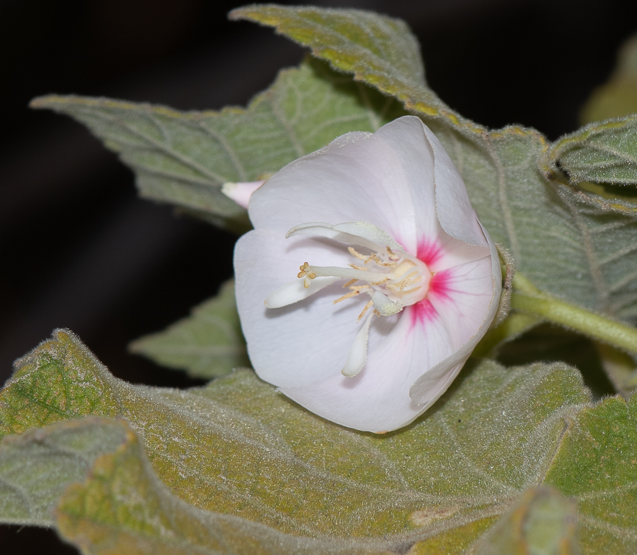 Image of Dombeya burgessiae specimen.