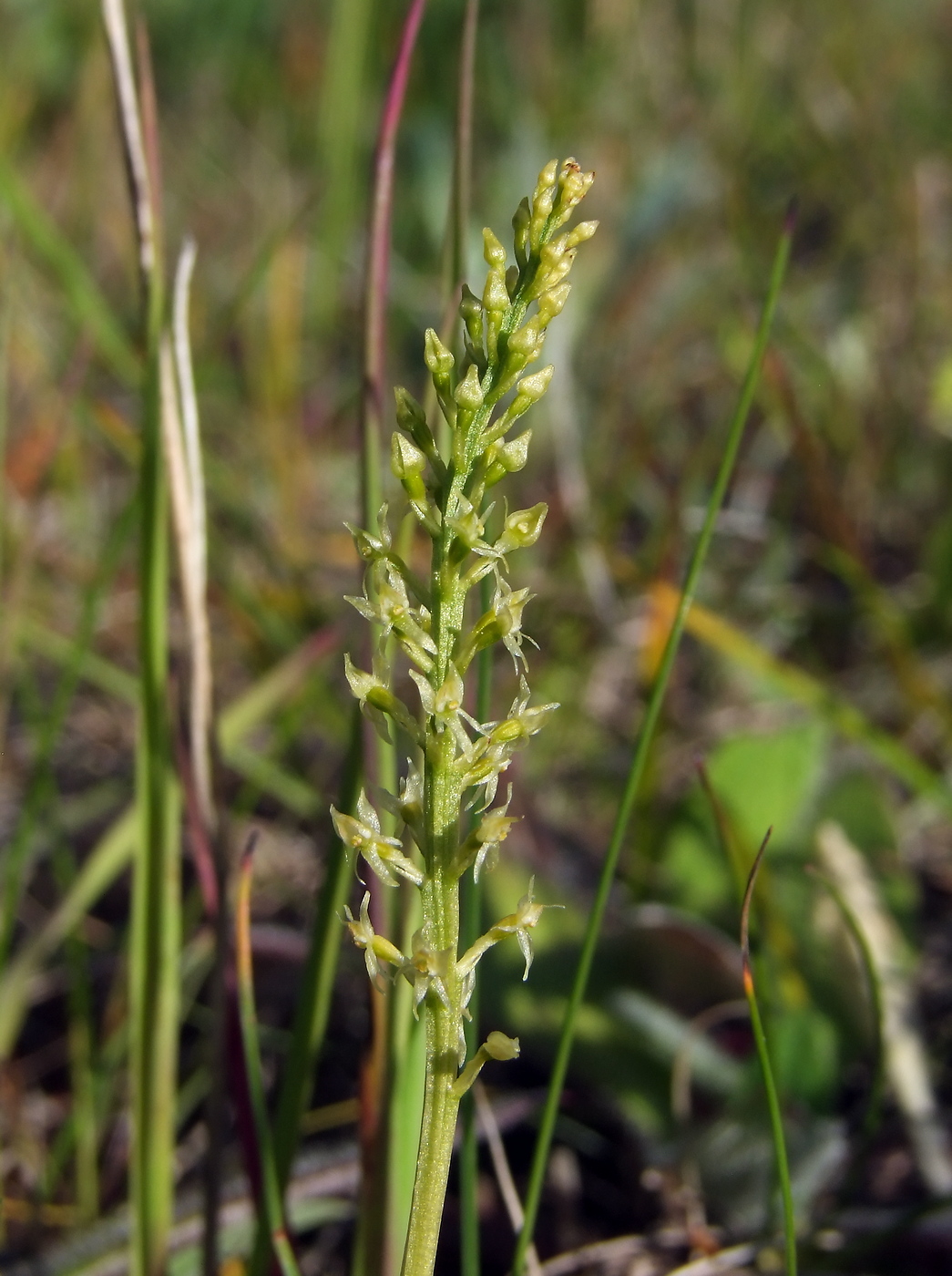 Image of Malaxis monophyllos specimen.