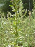 Ononis arvensis subspecies spinescens. Средняя часть стебля с листьями. Южный Берег Крыма, окр. г. Ялта. 28.06.2010.