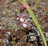 Image of taxon representative. Author is Роланд Цандекидис