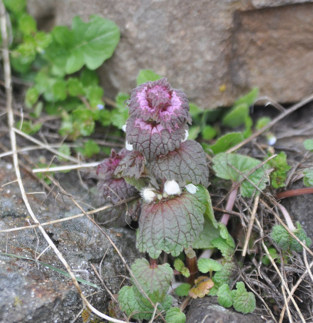 Image of Lamium galactophyllum specimen.