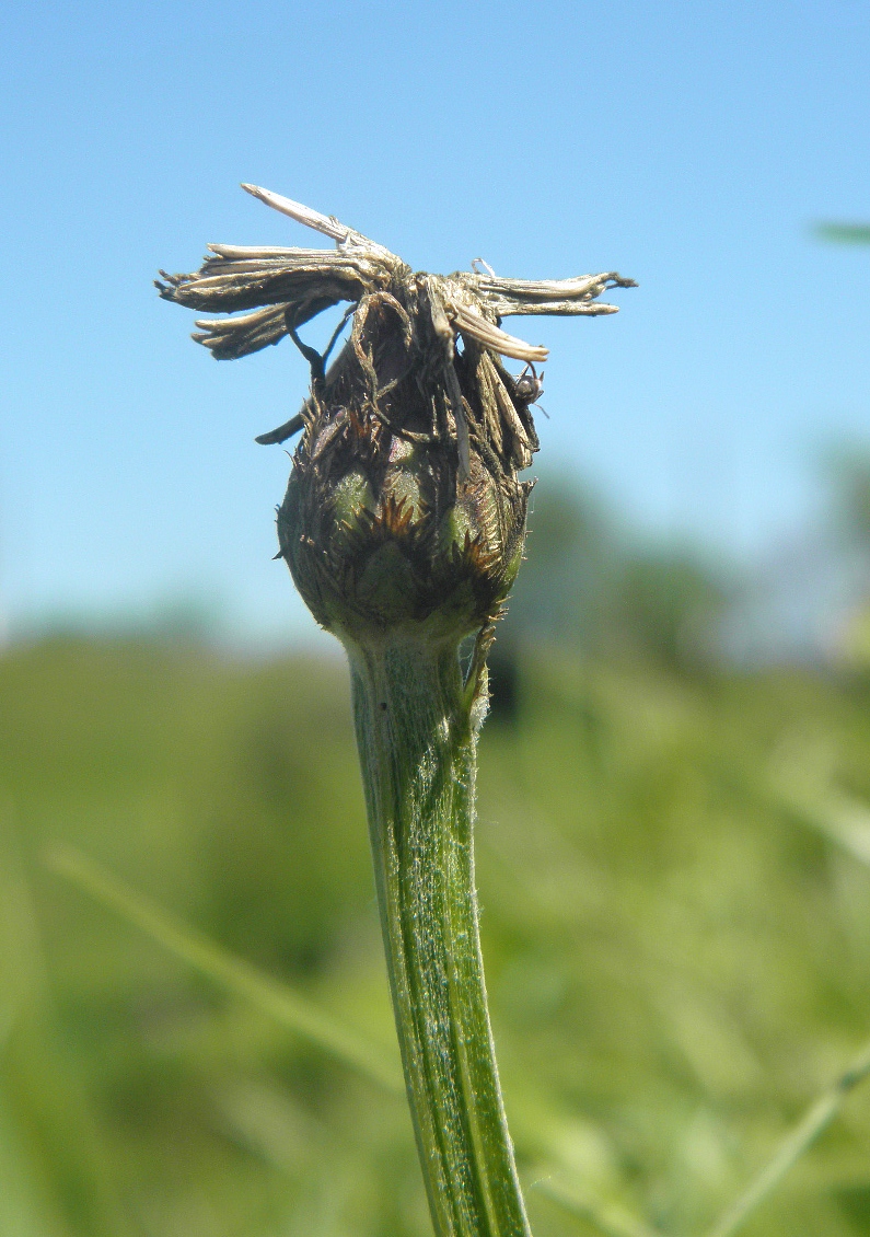 Изображение особи Centaurea tanaitica.